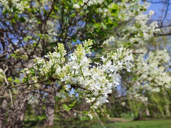 私、ライラック。咲き始めました。
