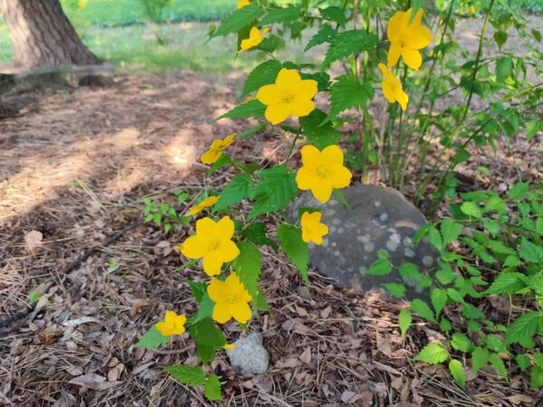 ヤマブキも咲いたよ