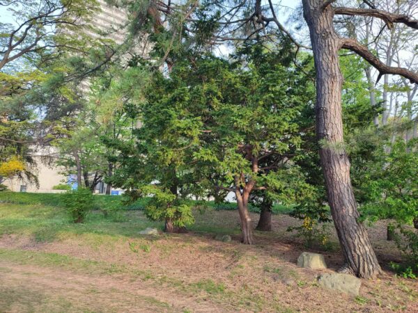 ハナカイドウ近くのヤマブキさん写真右下（文学館近く）