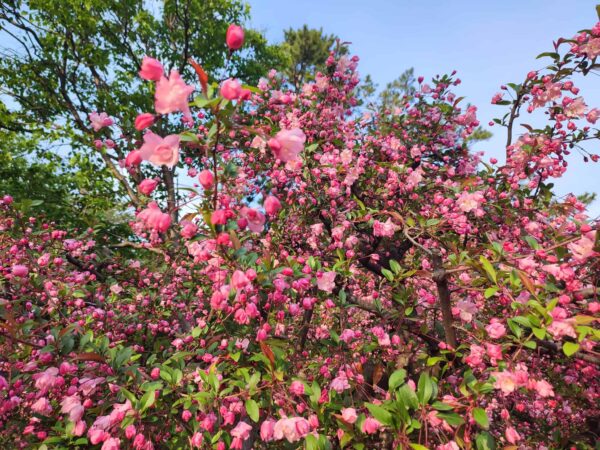 開きはじめてきたよ