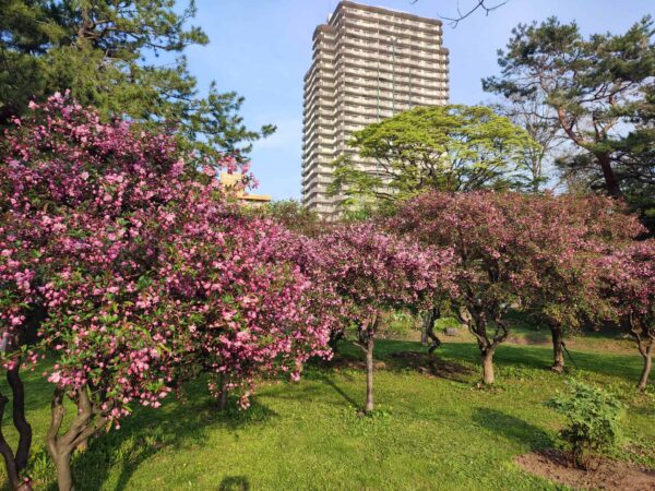 香りの広場のハナカイドウ