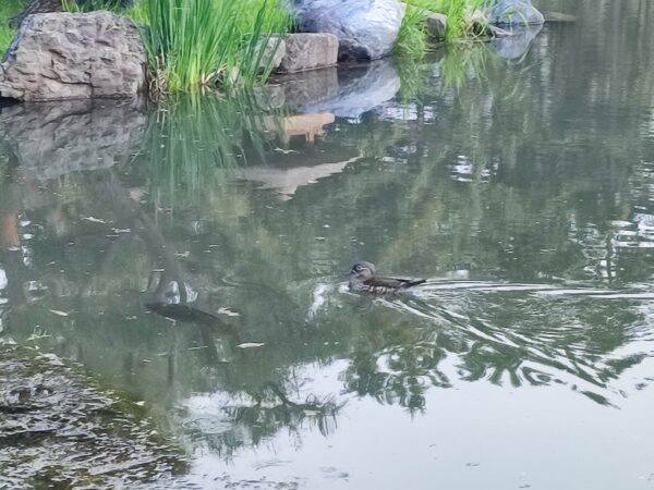 オシドリ女子ですが何か。