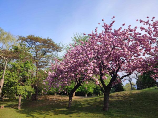 こちらも満開よ（天文台前）