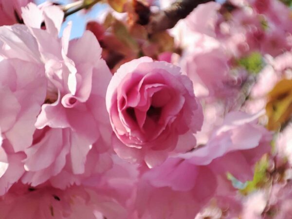 開きはじめもカワユイ