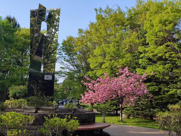 ヤエザクラ満開宣言