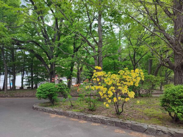 ボート乗り場近くのキレンゲツツジとヤマツツジ