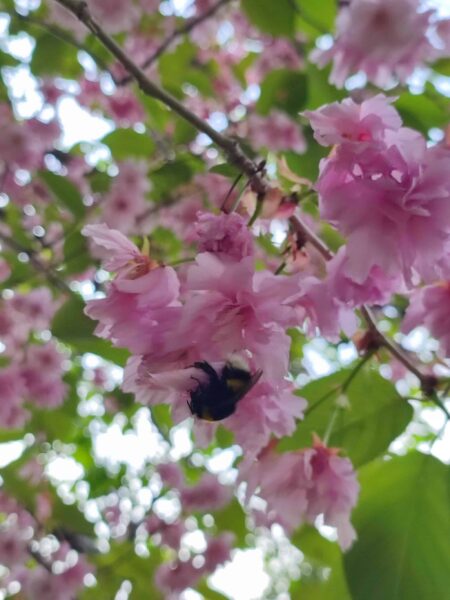 ハチさんぶらぶら