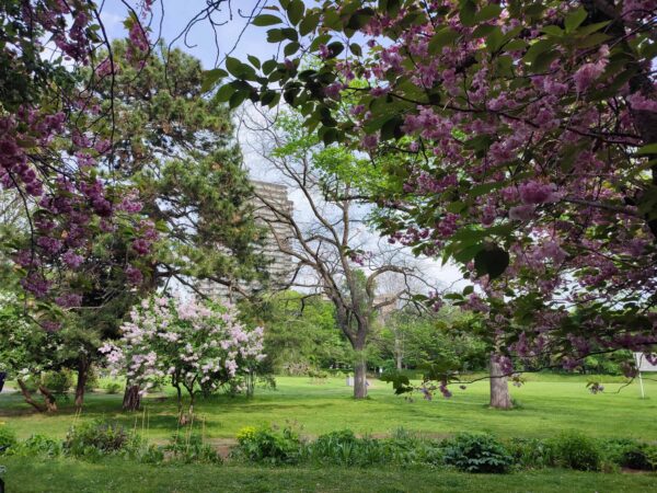 香りの広場のヤエザクラとライラック