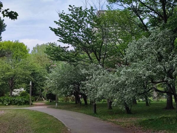 エゾノコリンゴさん