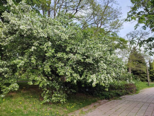 キタラ前のズミさん