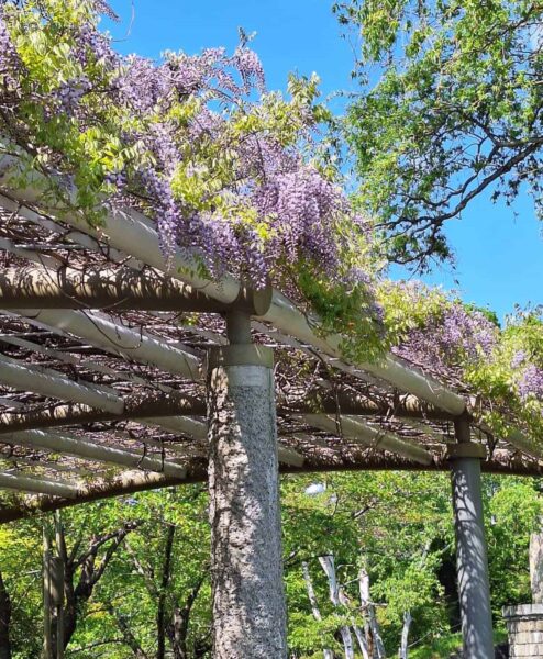 日本庭園そばのフジ
