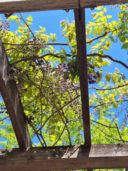 9条広場の八重のフジ