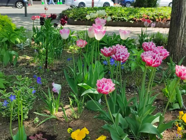 幌平橋駅花壇だよ