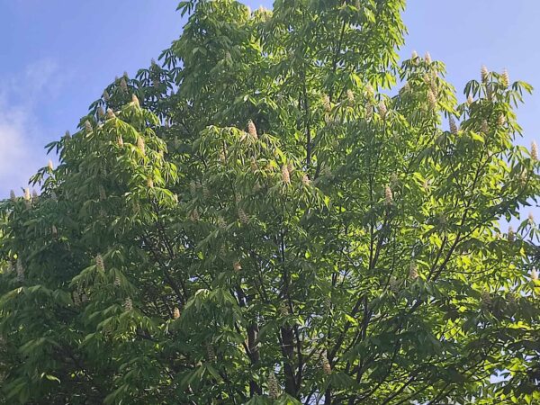 バニラソフト食べ放題