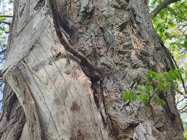 ここから出る気はありません。