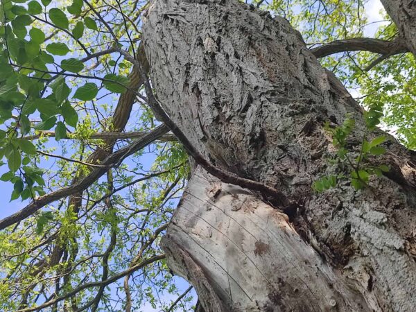 誰ですか、転がり込んだのは。