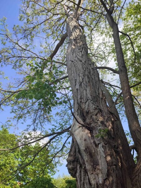 大家さんニセアカシア