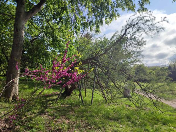 香りの広場でシンクロ