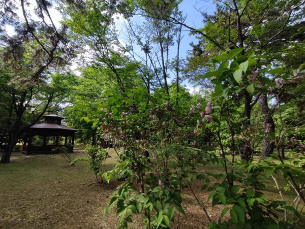 日陰でも輝いてるわよ