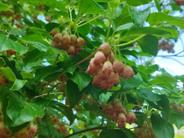 サラサドウダンと申します。