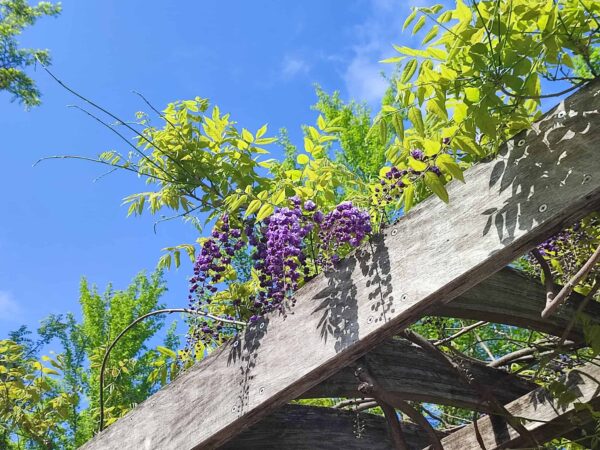 中島公園駅3番出口すぐ横在住、八重咲きのフジさん