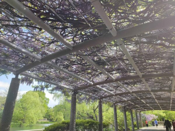 藤棚のフジさん