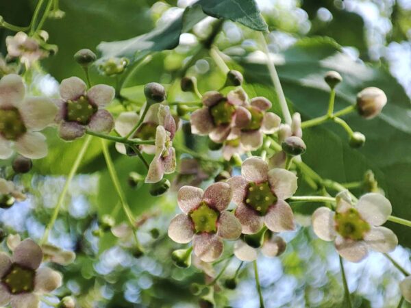マユミの向かいにいるんですけど。