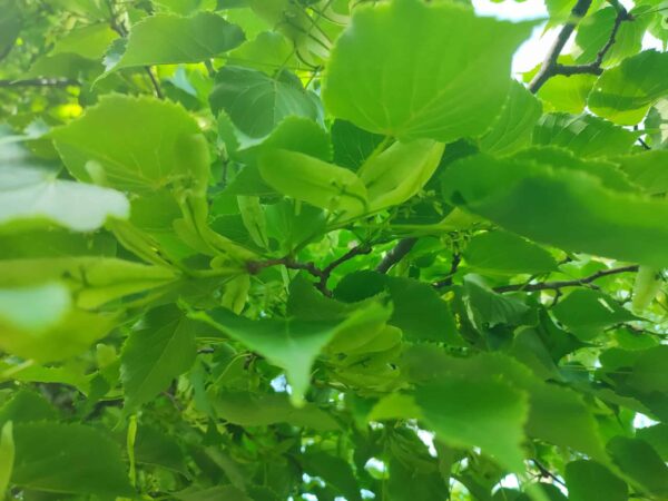 みどりの羽がいっぱい