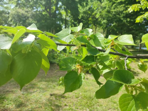 オオバボダイジュさん