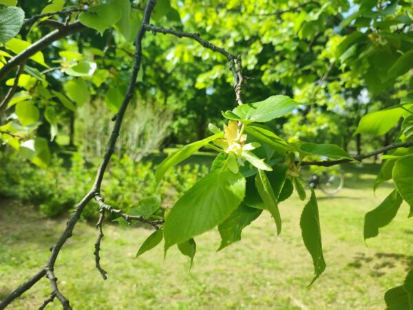 黄色っぽい羽根が付いてるよ
