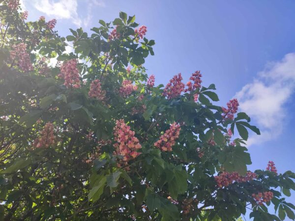 イチゴソフト満開