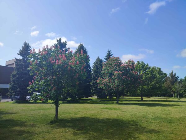 こちらはイチゴソフト