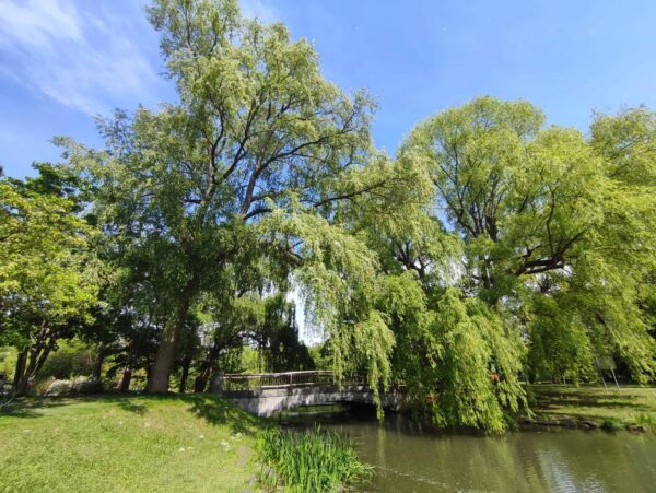 日本庭園南門前のシダレヤナギさん