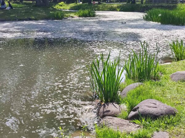 綿毛とどちらさん？