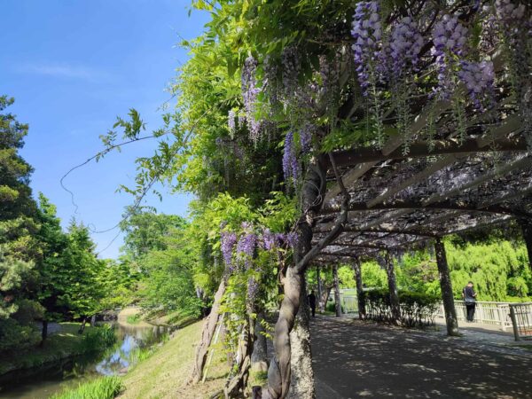 藤棚のフジさん