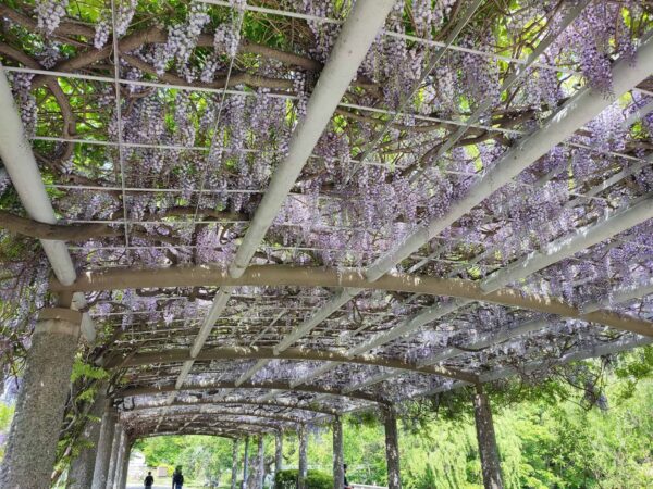 天井からもフジさん