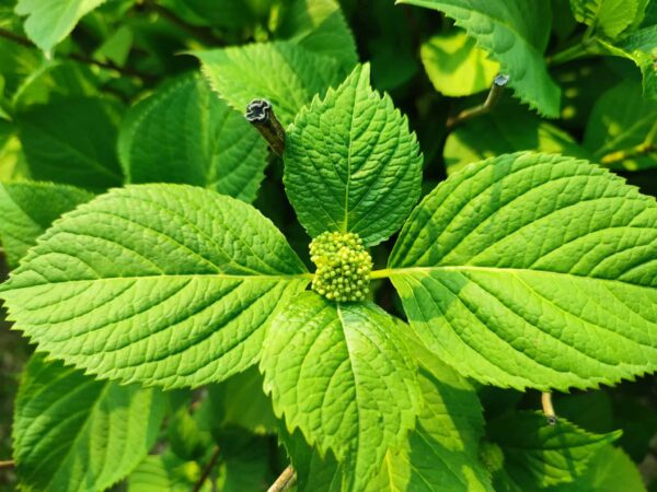 アジサイのつぼみ