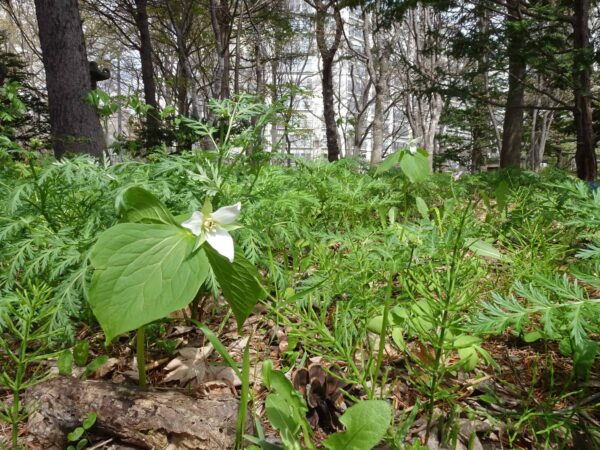 日本庭園のミヤマエンレイソウ