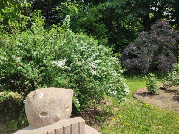 ネコ先生とトサシモツケ