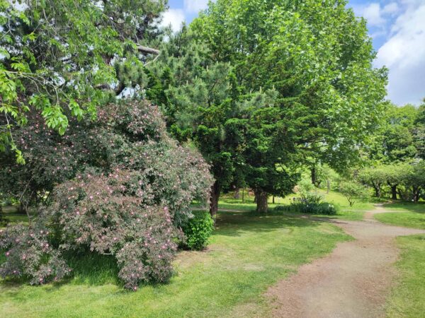 ロサ・グラウカ