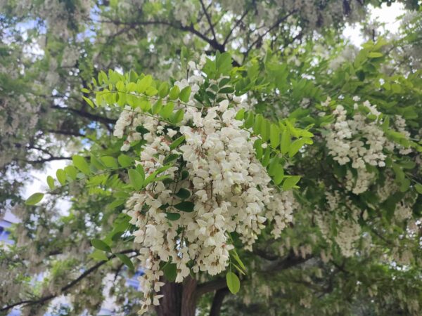 ニセアカいいかほり。