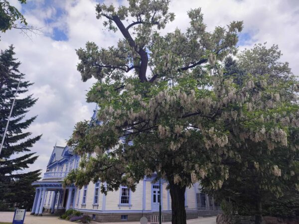 豊平館とニセアカシア