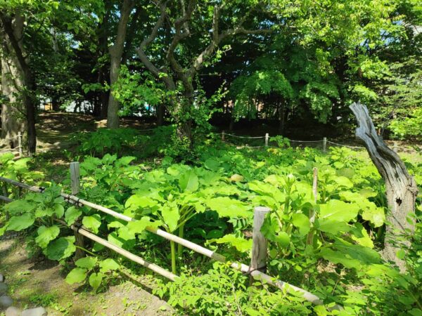 さて私は誰でしょう