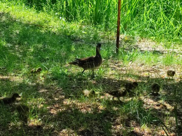 わたあめ買いに行くわよ！