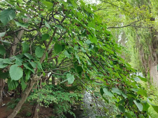 ヤマグワの実
