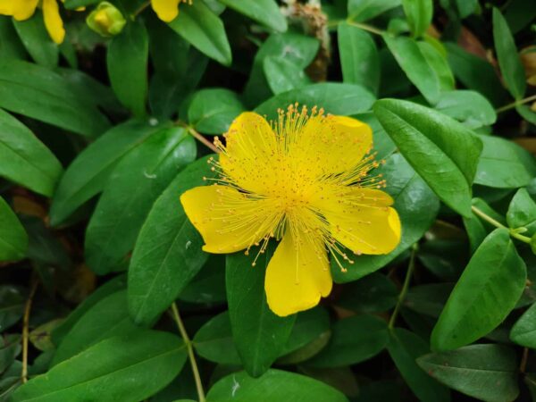 ヒペリカムカリシナム（幌平橋駅ちかく）
