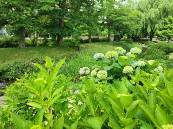 みんな大好きアジサイ