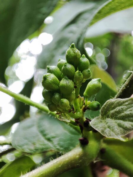 なんのつぼみ？