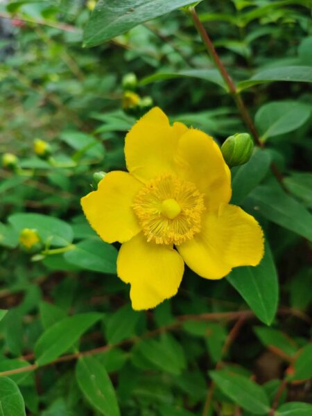ヒペリカムヒドコート（中島公園駅のちかく）