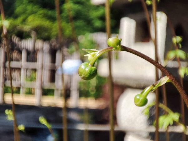 日本庭園のレンゲショウマのつぼみ
